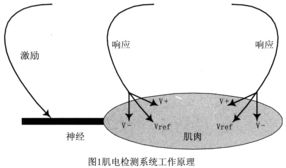 生物神經電極放大器系統(tǒng)的設計與實現(xiàn)